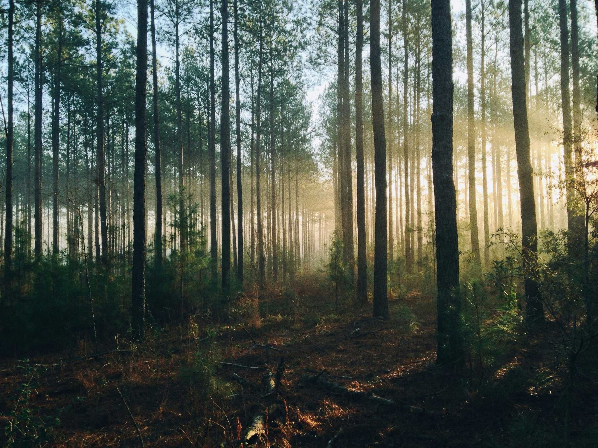 CabinPulse Blog